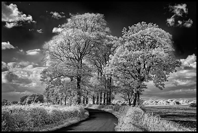 Elm Avenue.jpg - Elm Avenue